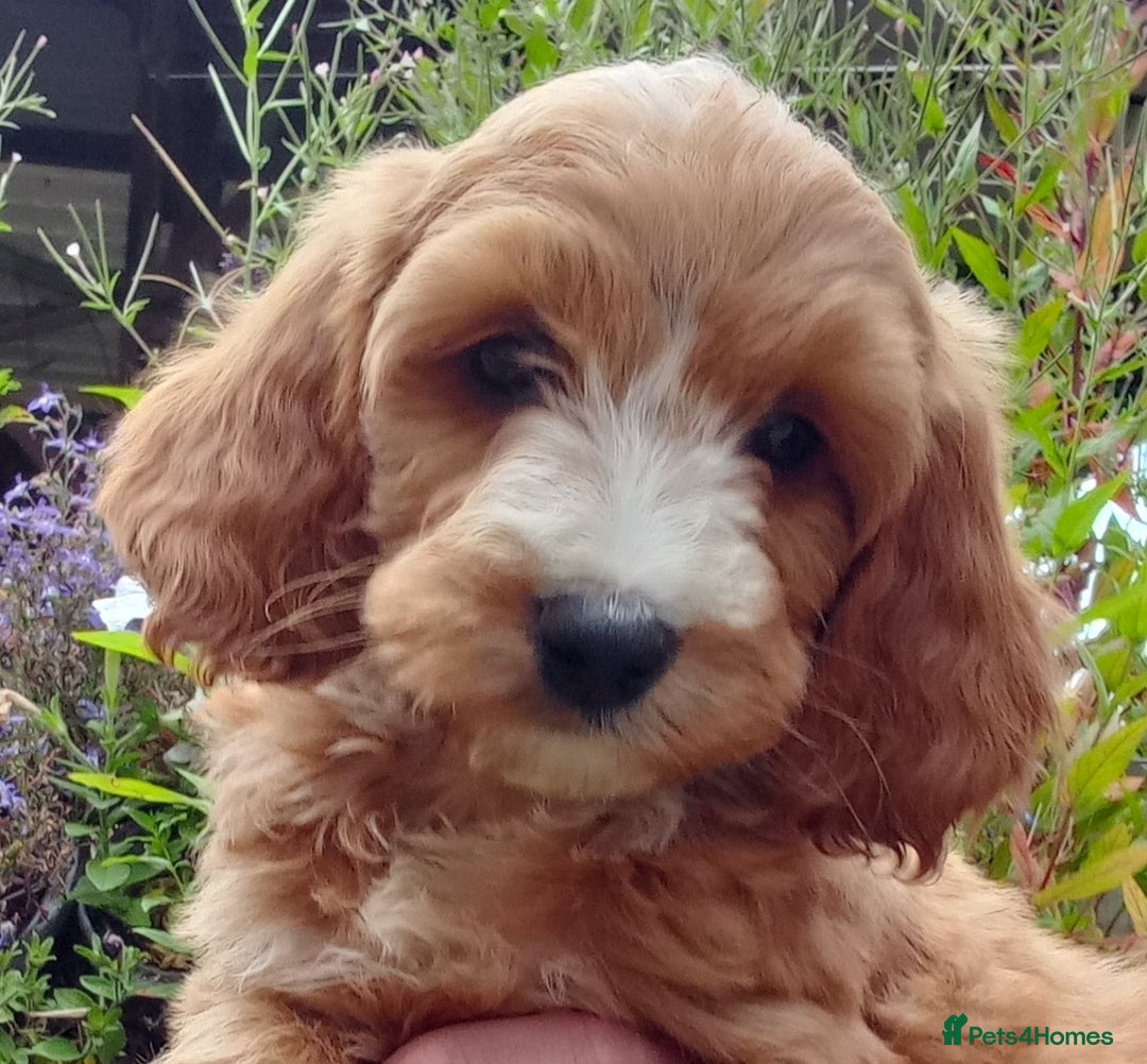 Cockapoo dogs for sale: Gorgeous Cockapoo puppies for sale  - Image 1