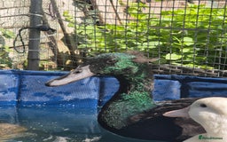 Ducks poultry for sale: 2 female and 1 male Ducks  - Image 6