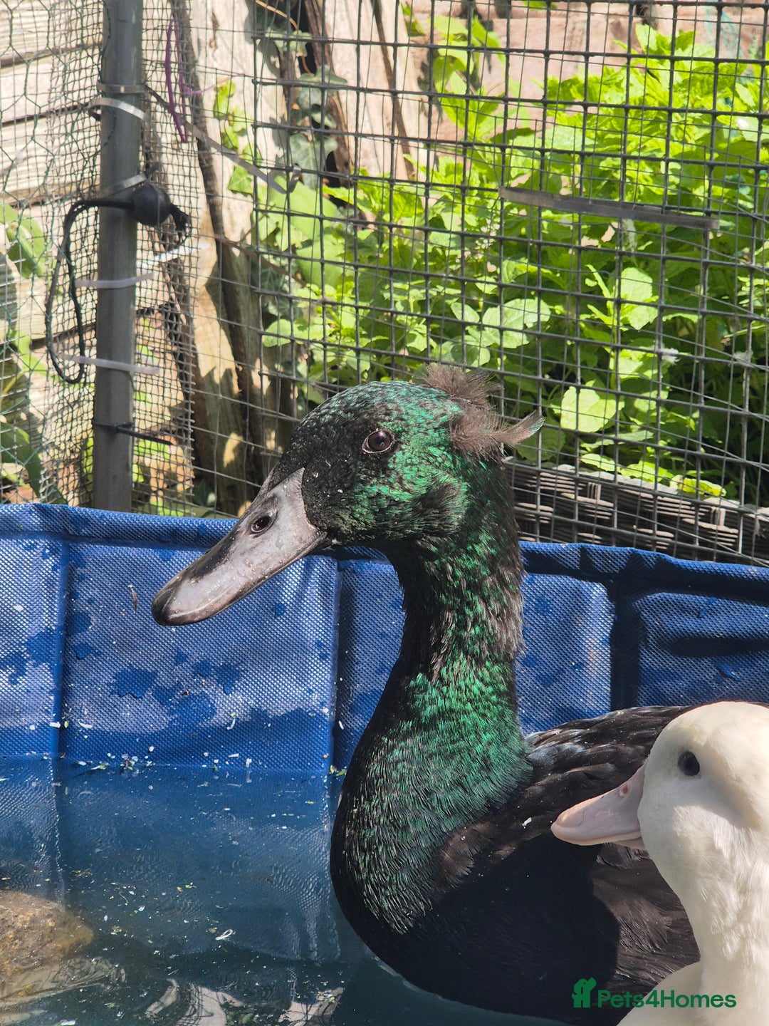 Ducks poultry for sale: 2 female and 1 male Ducks  - Image 6
