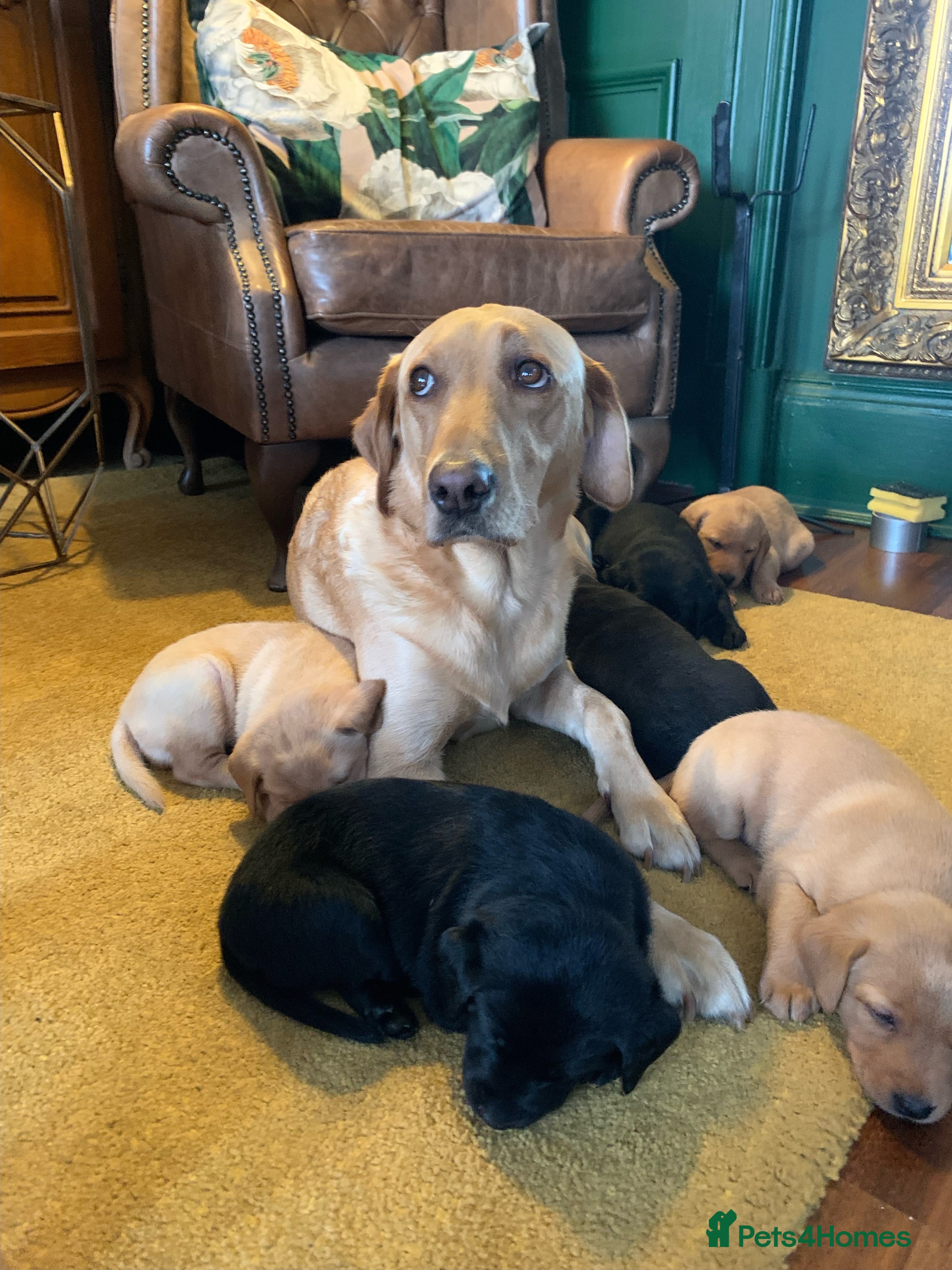 Labrador Retriever dogs Gorgeous standout Bowes-Lyon Lab KC registered  - Advert 5