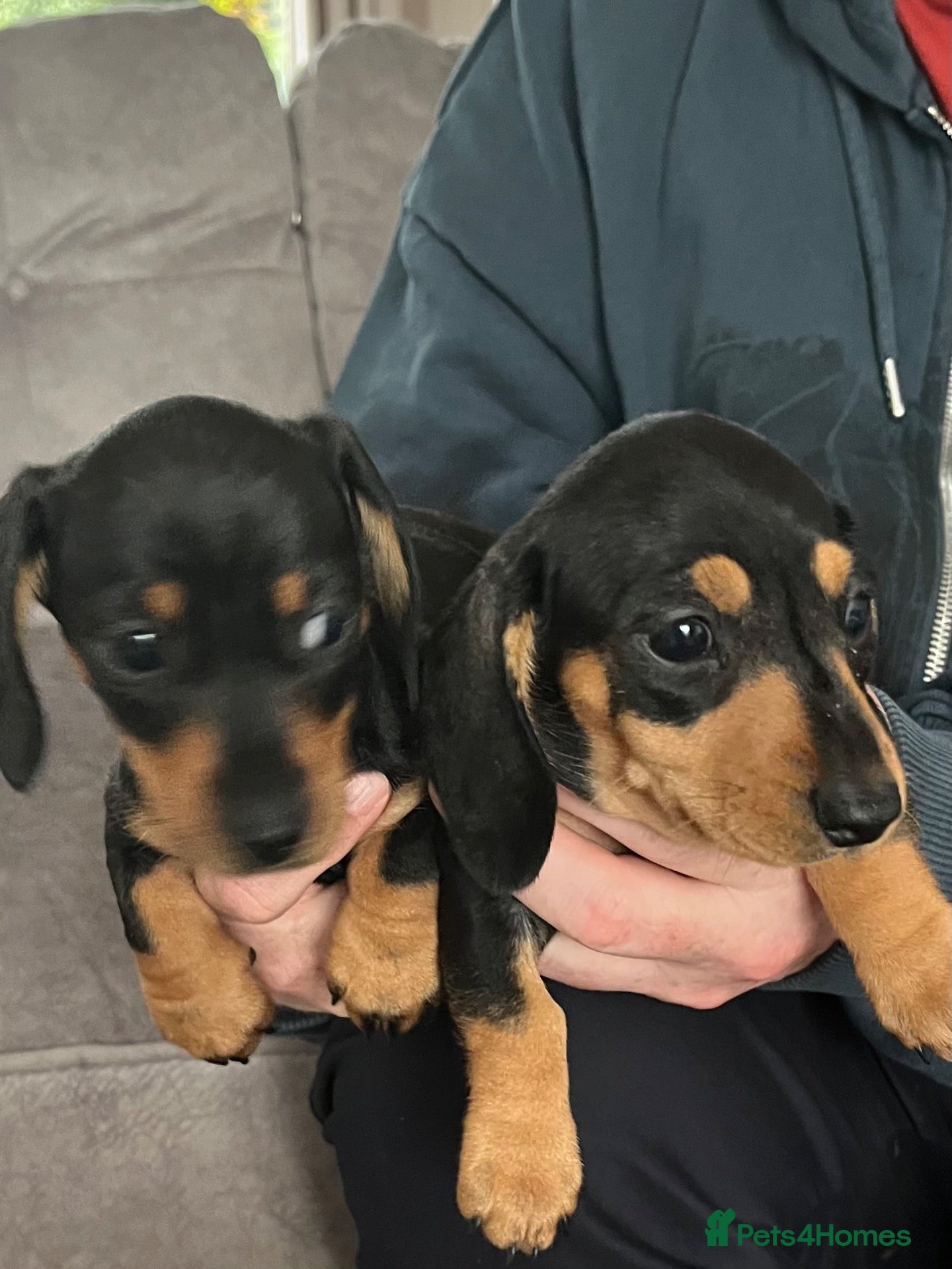 Miniature Dachshund dogs 3 Beautiful Mini Dachshunds Puppies all girls.  - Advert 2