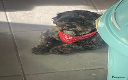 Shih Tzu dogs for stud: Beautiful boy for stud - Image 1
