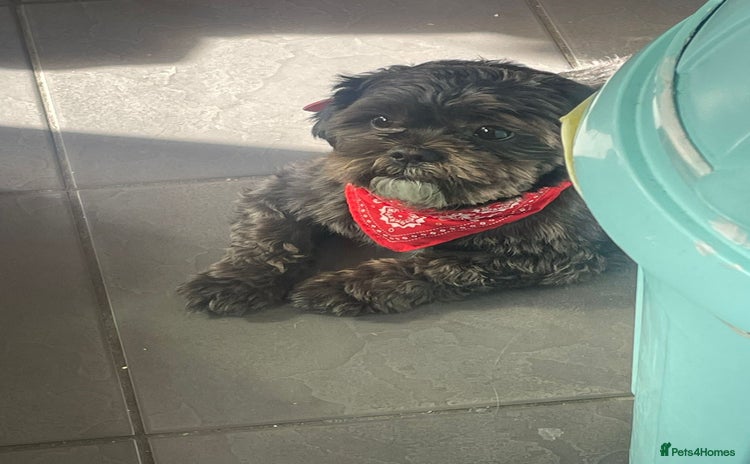 Shih Tzu dogs - Advert 6