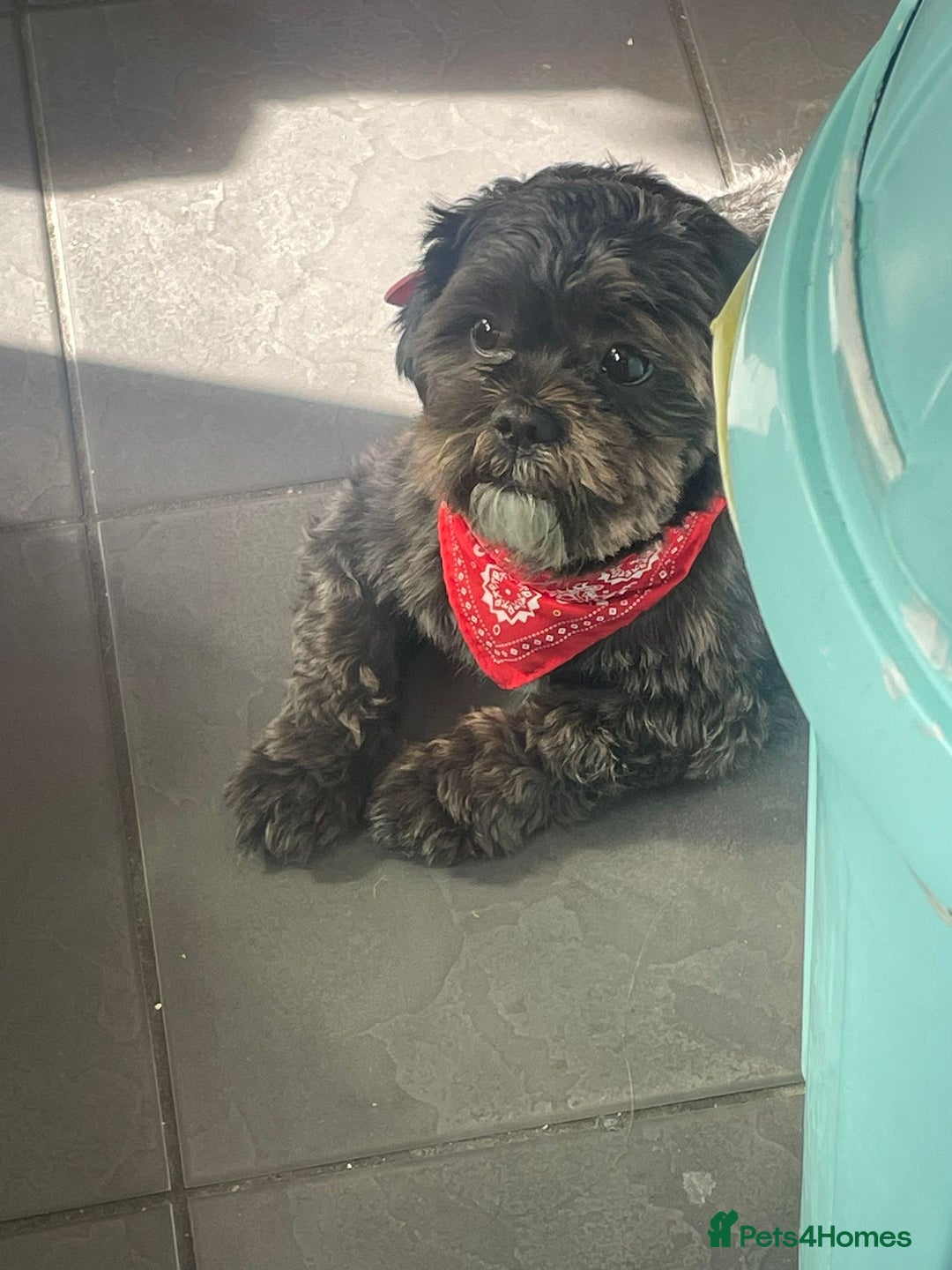 Shih Tzu dogs for stud: Beautiful boy for stud - Image 1