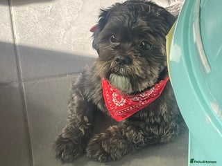 Shih Tzu dogs Beautiful boy for stud - Advert 1