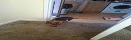 Dachshund dogs for sale: Mabel - Advert 4