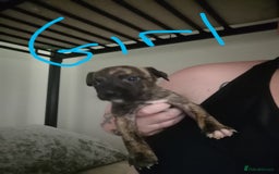 Mixed Breed dogs for sale:  dad pocket bull staffy cross  mom staffy collie - Image 4