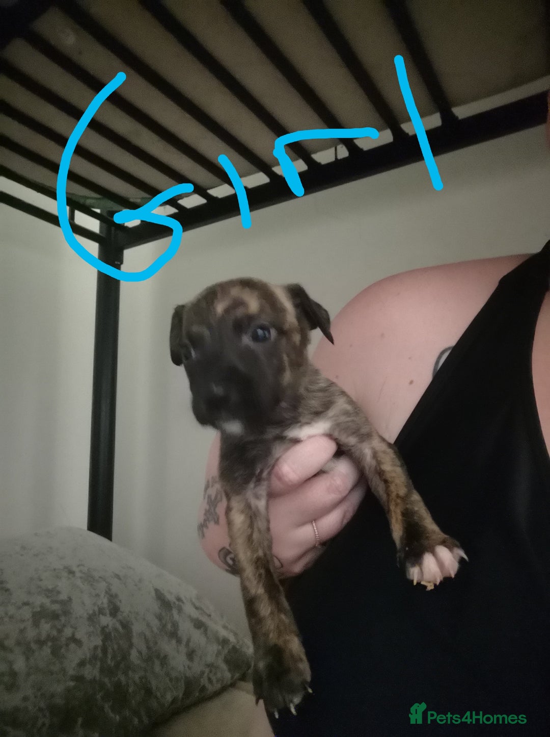 Mixed Breed dogs for sale:  dad pocket bull staffy cross  mom staffy collie - Image 4