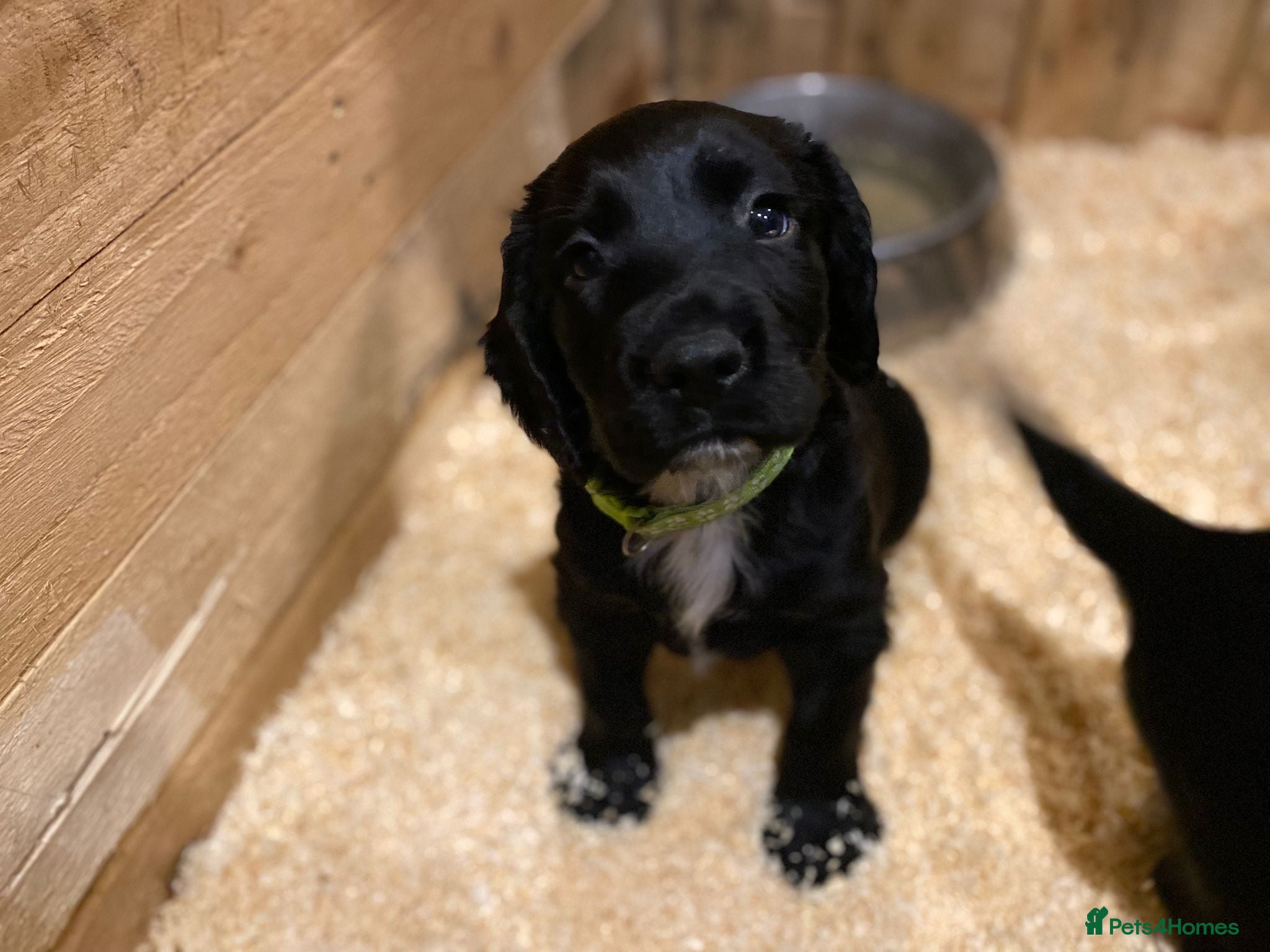 Sprocker dogs **Only 2 boys left** Joyful Sprockers for Sale - Advert 14