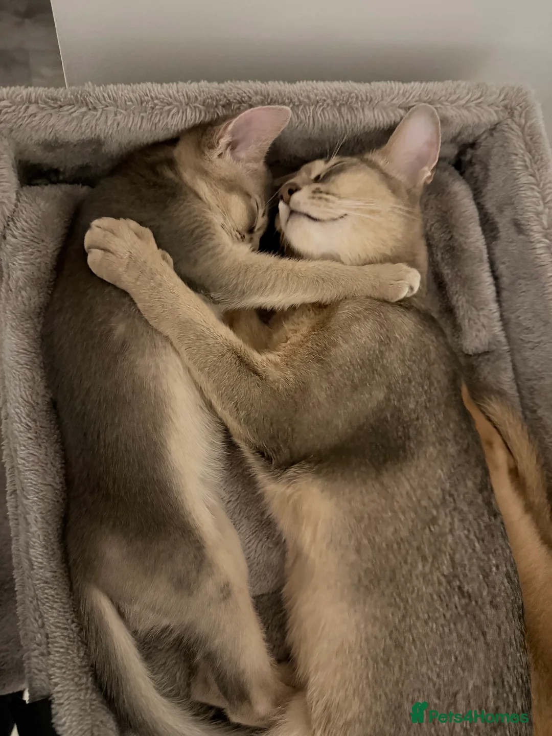 Abyssinian cats for sale: Abyssinian Kittens 🐾 - Advert 6