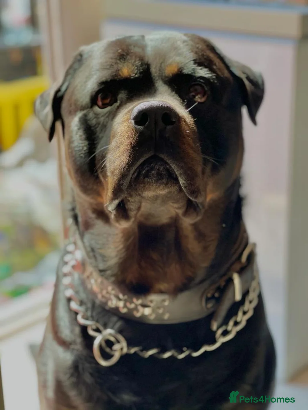 Rottweiler dogs for sale: Chunky Rottweiler pups in Exmouth - Advert 4