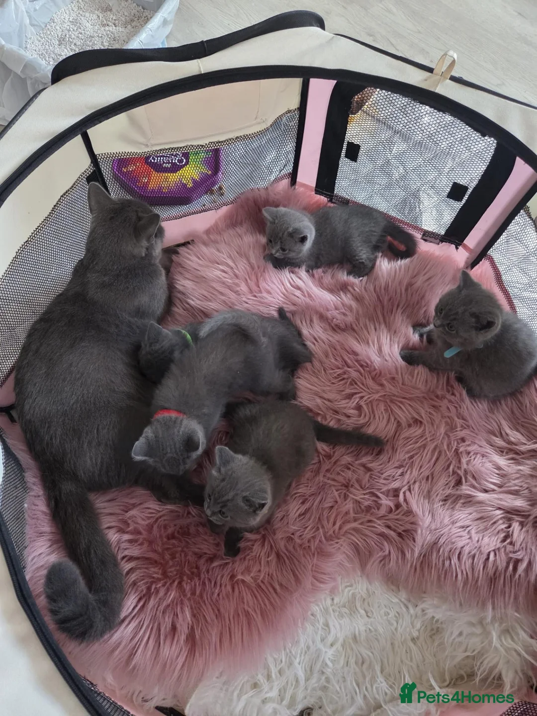 British Shorthair cats for sale: Beautiful British Shorthair - Advert 7
