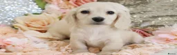 Miniature Dachshund dogs for sale: KC Cream Longhair Miniature Dachshund Puppies - Advert 17