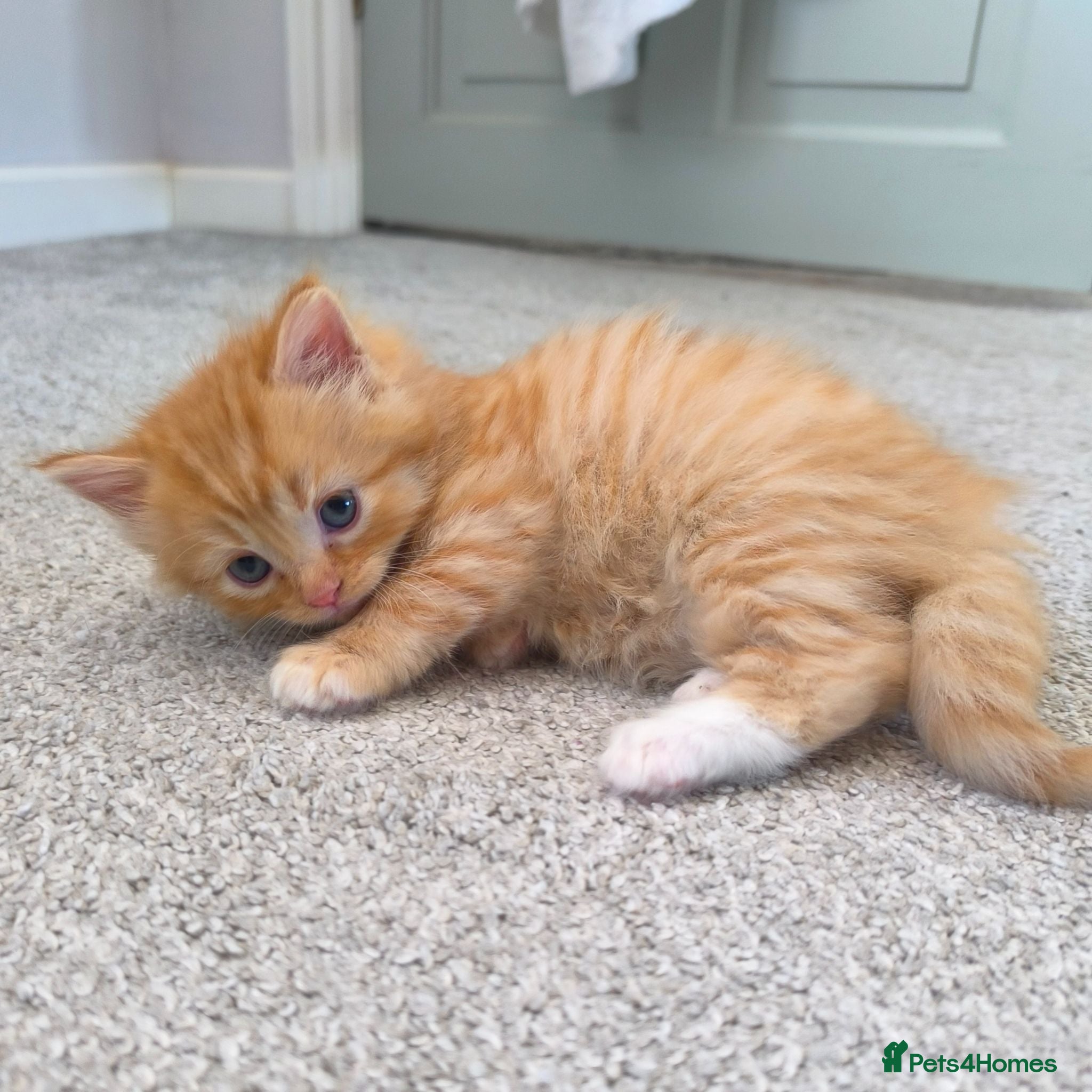 Persian cats Ginger Persian/ragdoll mix girl kitten, adorable! - Advert 14
