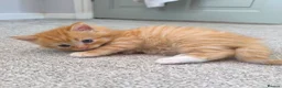 Persian cats for sale: Ginger Persian/ragdoll mix girl kitten, adorable! - Advert 1