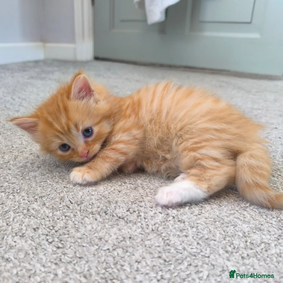 Persian cats for sale: Ginger Persian/ragdoll mix girl kitten, adorable! - Advert 1