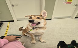 German Shepherd dogs for sale: Rehoming  gorgeous boy due to no fault of his own - Image 6