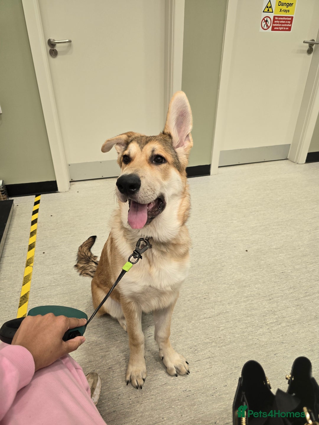 German Shepherd dogs for sale: Rehoming  gorgeous boy due to no fault of his own - Image 6