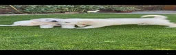 Golden Retriever dogs for sale: Kc golden retrievers  - Advert 22