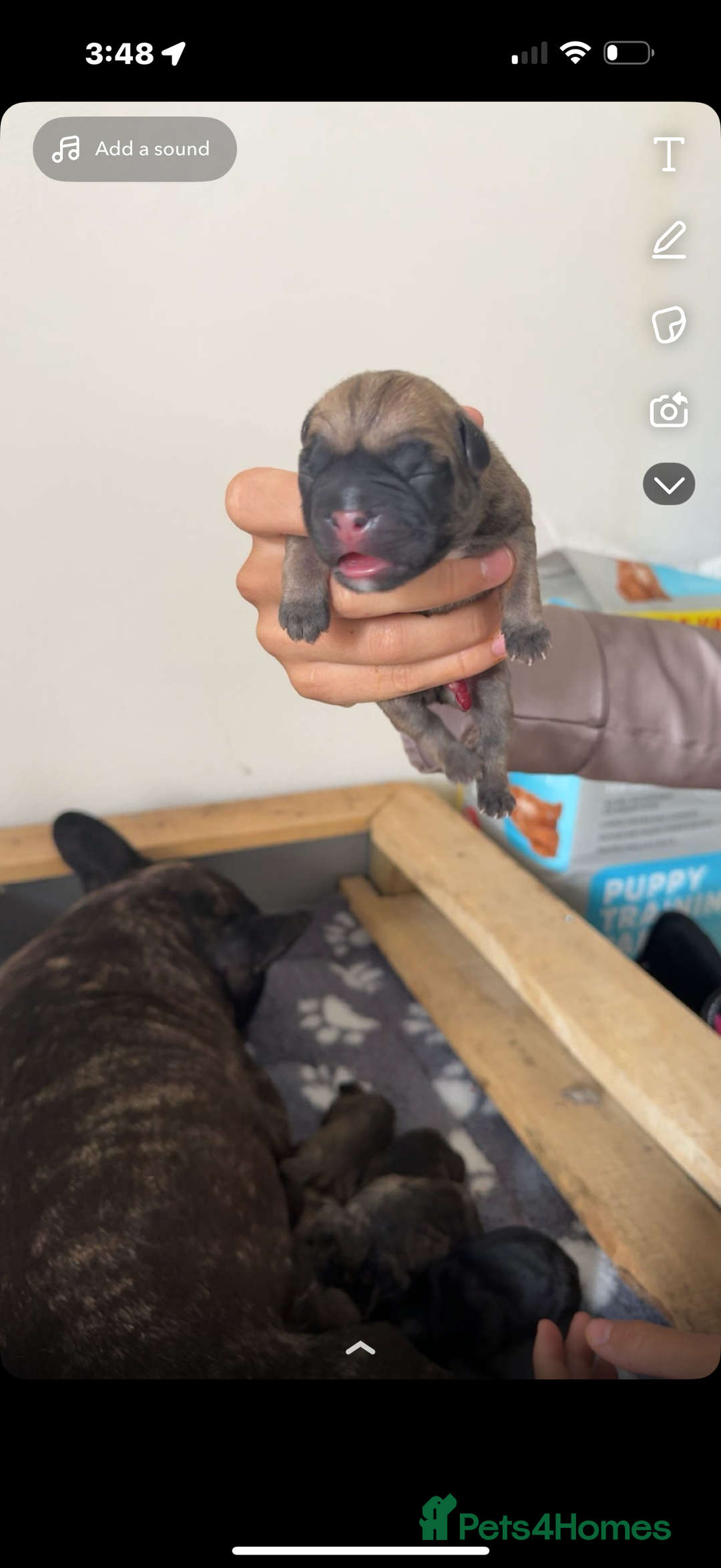 French Bulldog dogs for sale: Fluffy carriers variety of colors  - Image 10