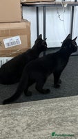 Mixed Breed cats - Advert 8