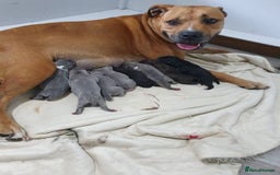 Staffordshire Bull Terrier dogs for stud: BLUE Proven 50+ litters, natural and artificial  in Erith - Image 17