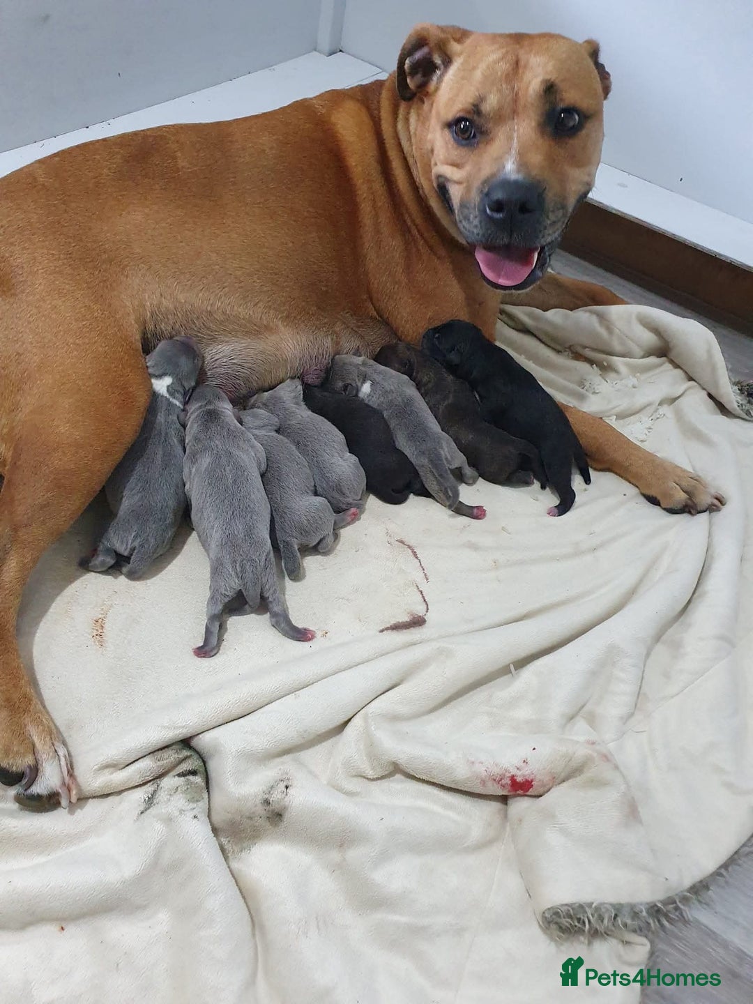 Staffordshire Bull Terrier dogs for stud: BLUE Proven 50+ litters, natural and artificial  in Erith - Image 17