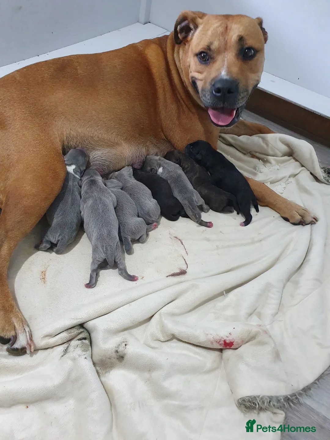Staffordshire Bull Terrier dogs for stud: BLUE Proven 50+ litters, natural and artificial  in Erith - Advert 17