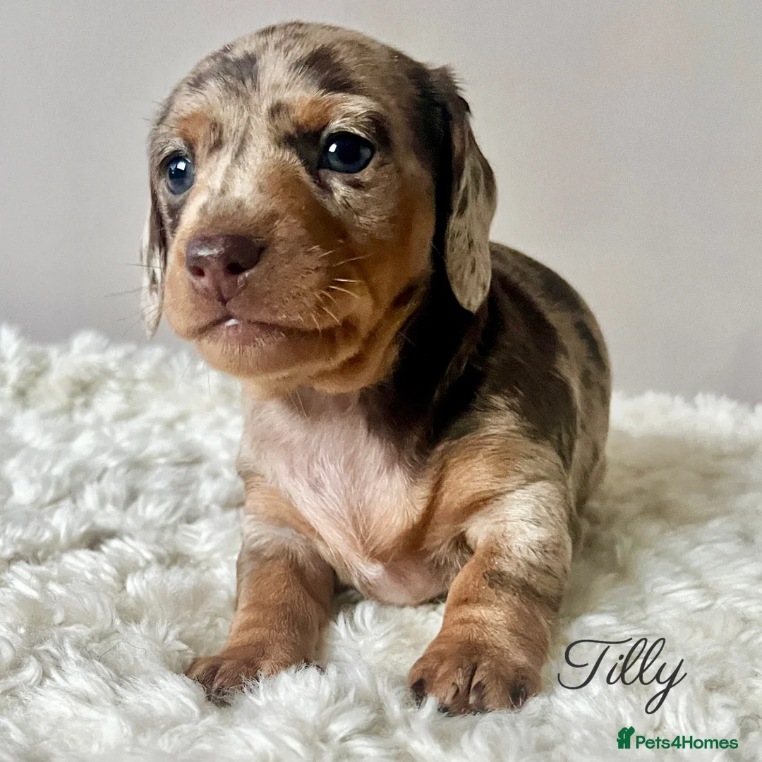 Miniature Dachshund dogs for sale: Min smooth due to leave approx 22 May - Advert 2