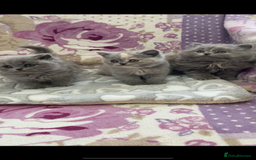 British Longhair cats for sale: GCCF Reg. British Longhairs ready 2/1/26 - Advert 5