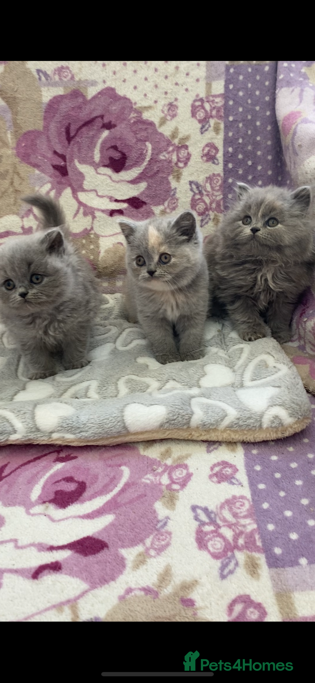 British Longhair cats for sale: GCCF Reg. British Longhairs ready 2/1/26 - Advert 5