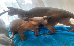 Sphynx cats for sale: Sphinx kitten ready now - Image 9