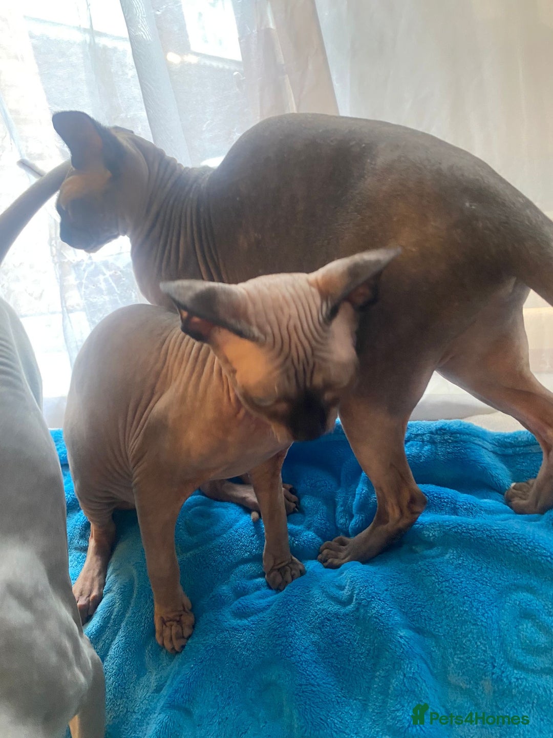 Sphynx cats for sale: Sphinx kitten ready now - Image 9