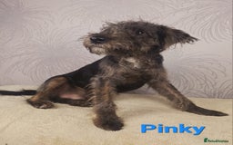 Australian Labradoodle dogs for sale: Australian Labradoodle × Fox Terrier Puppies - Image 29