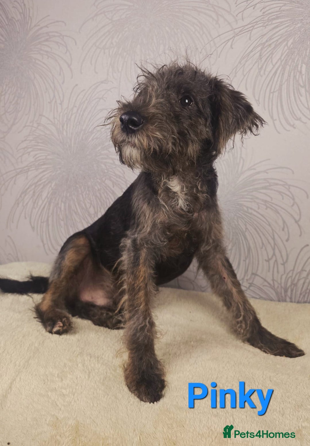 Australian Labradoodle dogs for sale: Australian Labradoodle × Fox Terrier Puppies - Image 29