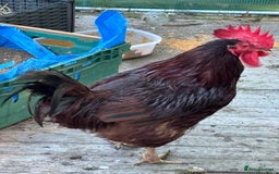 Chickens poultry for sale: Large cockerel / rooster -black copper maran - Image 5