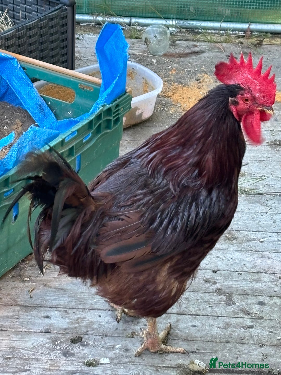 Chickens poultry for sale: Large cockerel / rooster -black copper maran - Image 5