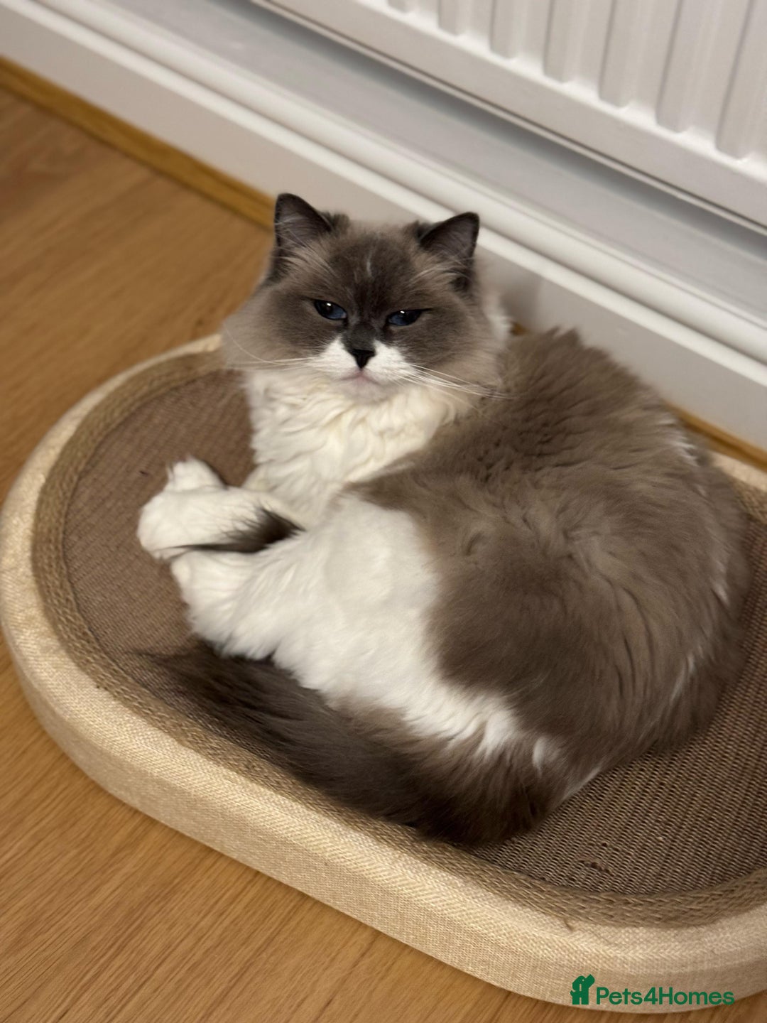 Ragdoll cats for sale: Ragdoll Duo for Rehoming  - Image 4