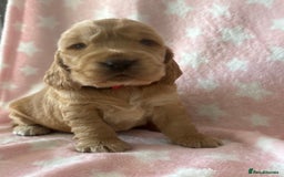 Cocker Spaniel dogs for sale: KC Reg show Type Cocker Spaniels VILLASPANIOL sire - Image 13
