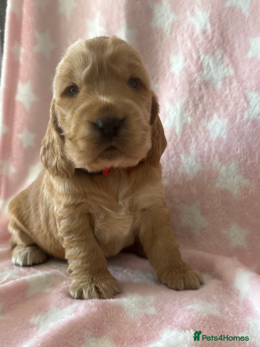 Cocker Spaniel dogs for sale: KC Reg show Type Cocker Spaniels VILLASPANIOL sire - Image 13