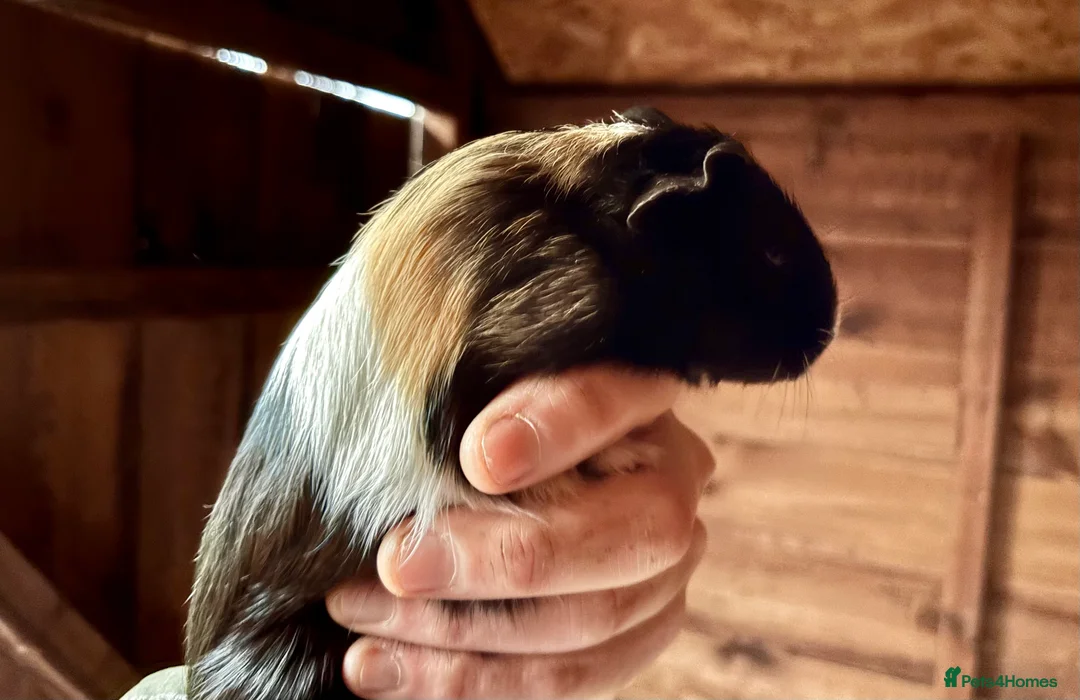 Guinea Pig rodents for sale: 2 Baby Guinea Pigs for Sale  - Advert 3