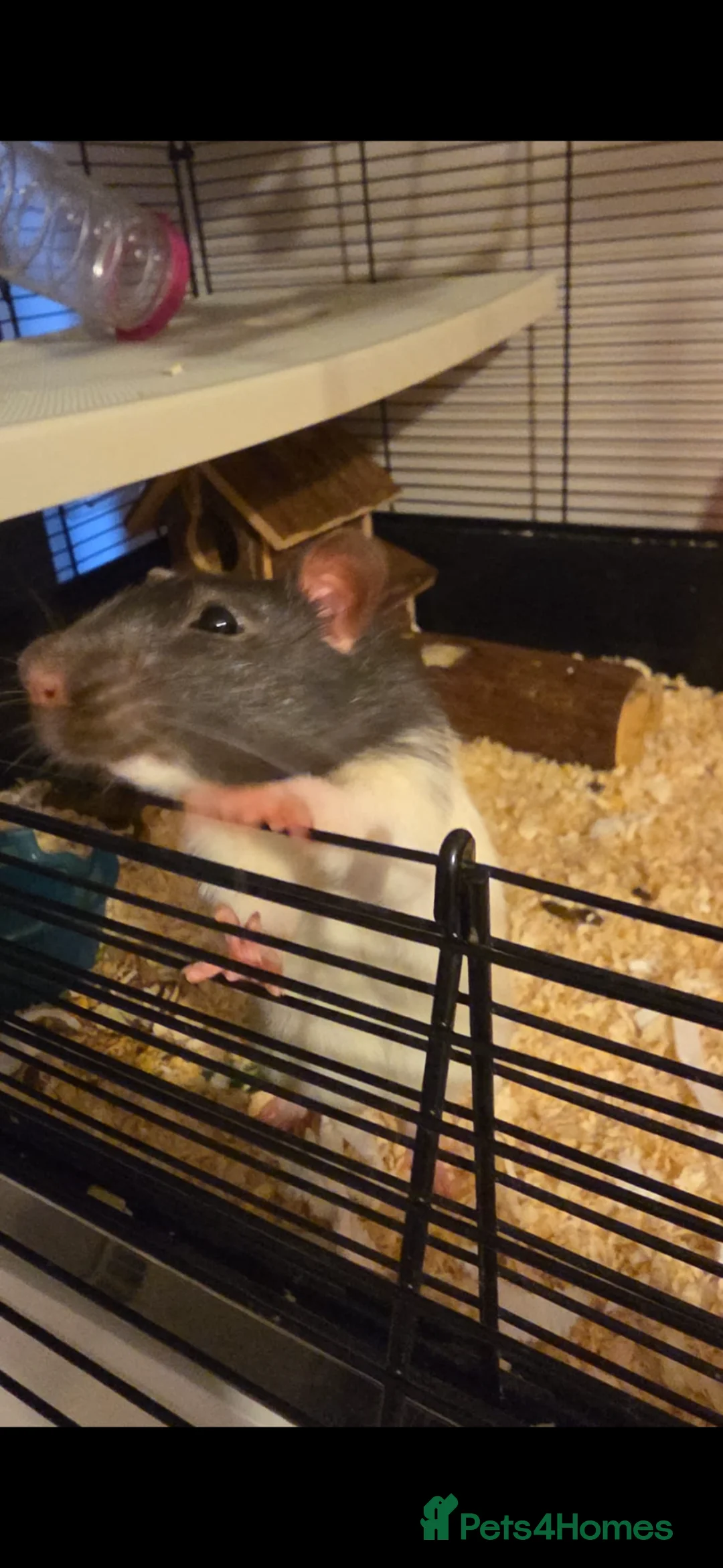 Rat rodents for sale: Gary & Nico Rats in Wokingham - Advert 1