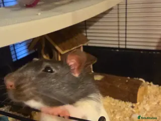 Rat rodents Gary & Nico Rats - Advert 2