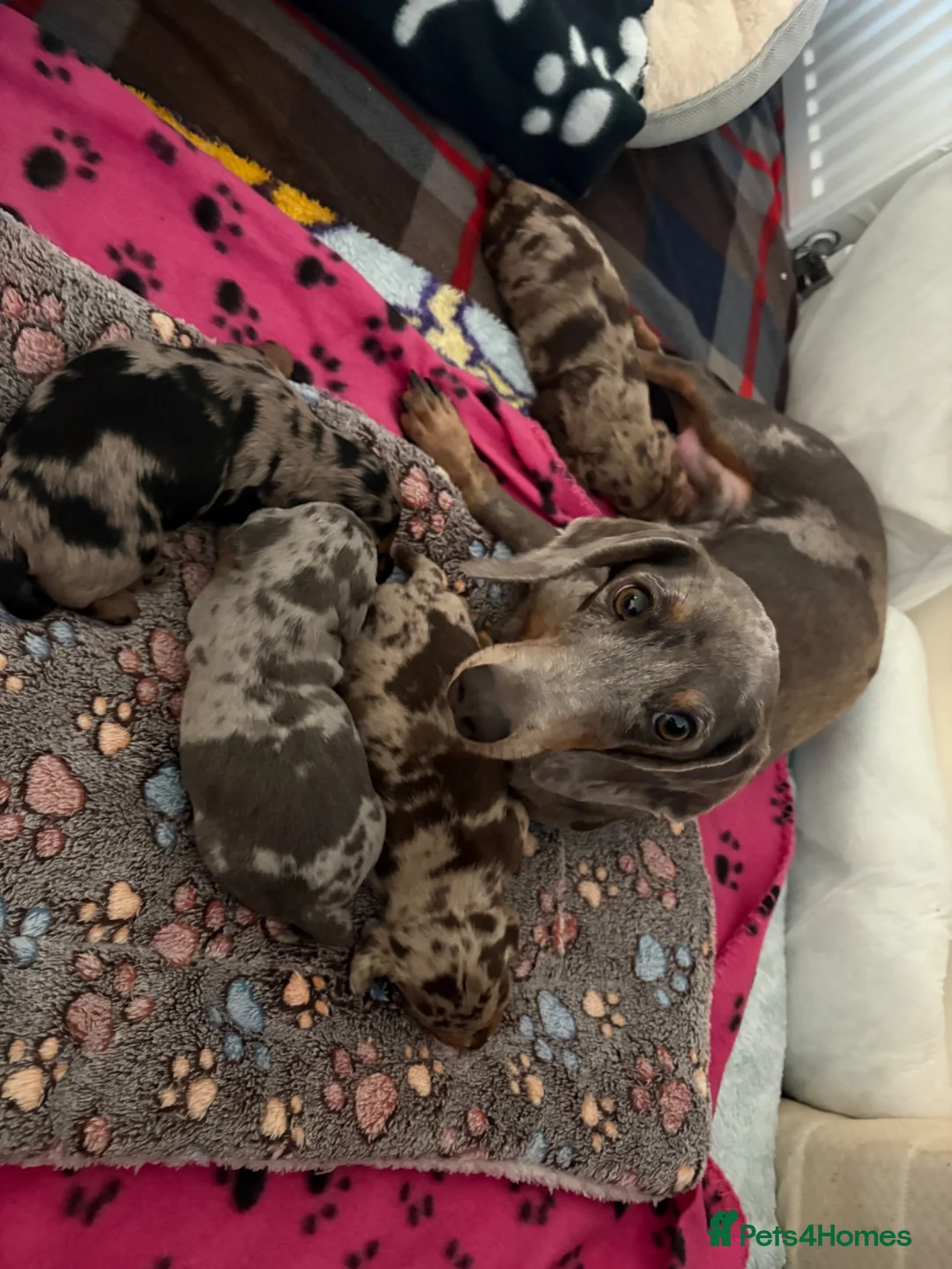 Miniature Dachshund dogs for sale: mini dachshund dapple pups  - Advert 15