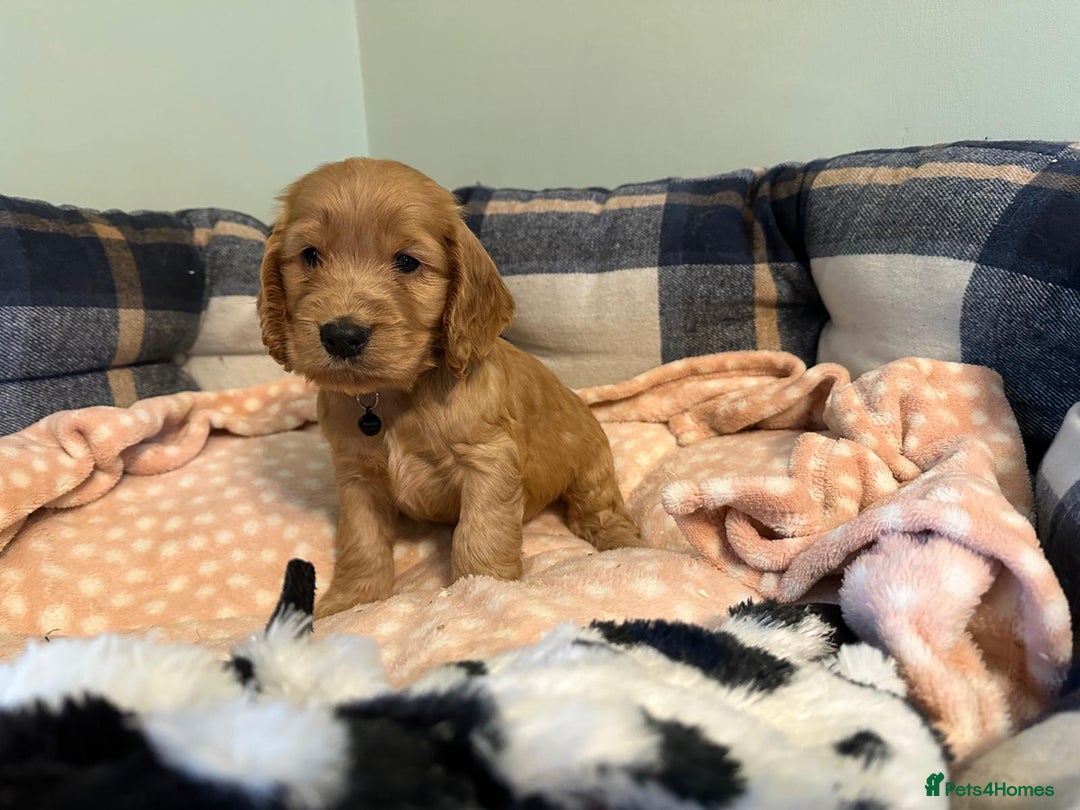 Cocker Spaniel dogs for sale: ✨ KC Show-Type Cocker Spaniel Puppies ✨ - Advert 2