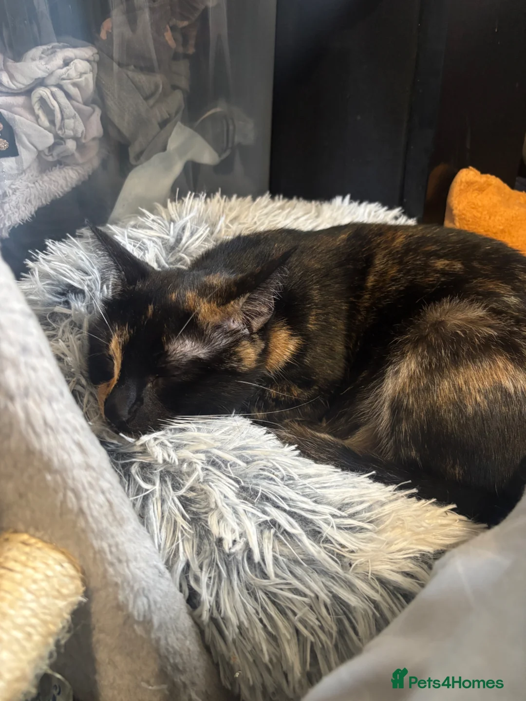 Domestic Shorthair cats for sale: kittens in Great Yarmouth - Advert 1