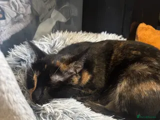 Domestic Shorthair cats kittens - Advert 3