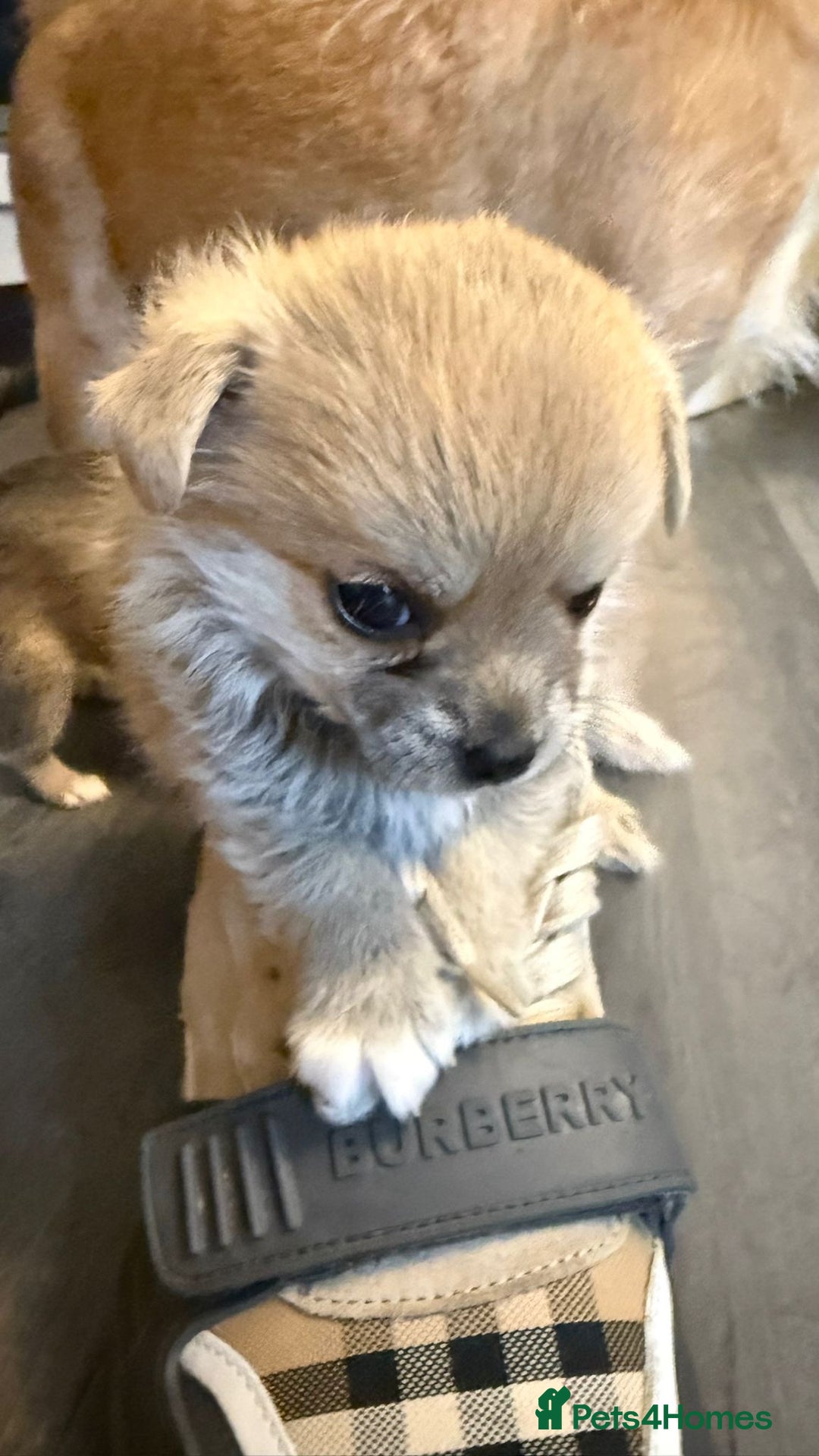 Mixed Breed dogs for sale: 3 puppy’s ready in Less than 4 weeks  - Image 18
