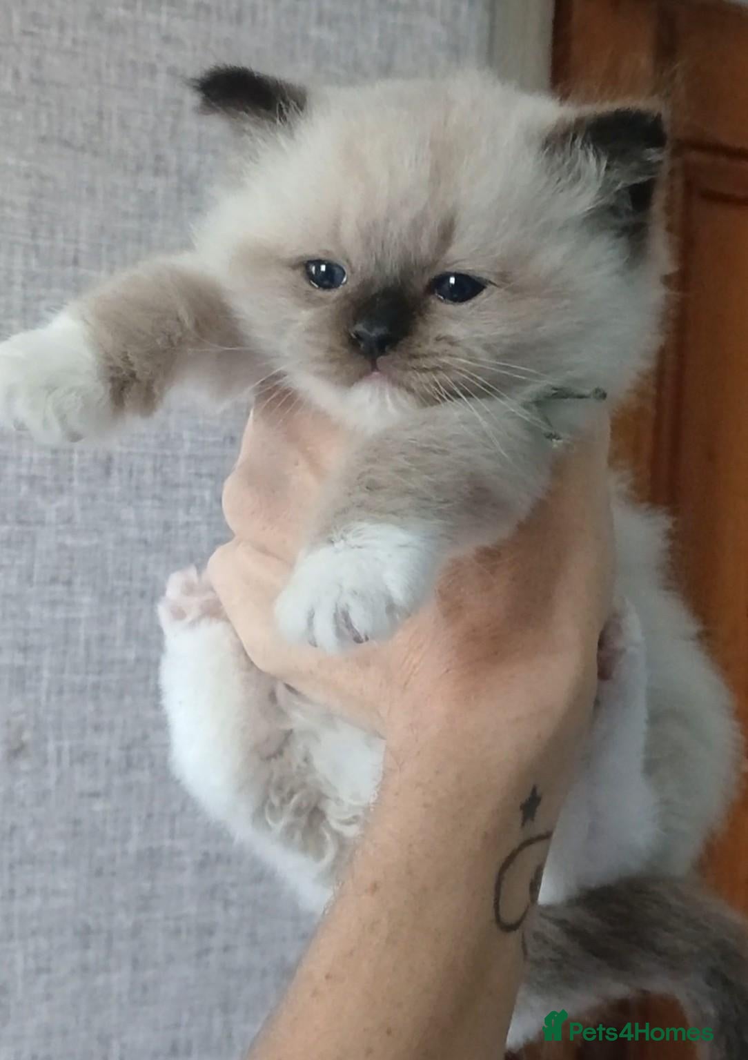 Ragdoll cats 4 champion line pedigree ragdolls  - Advert 1