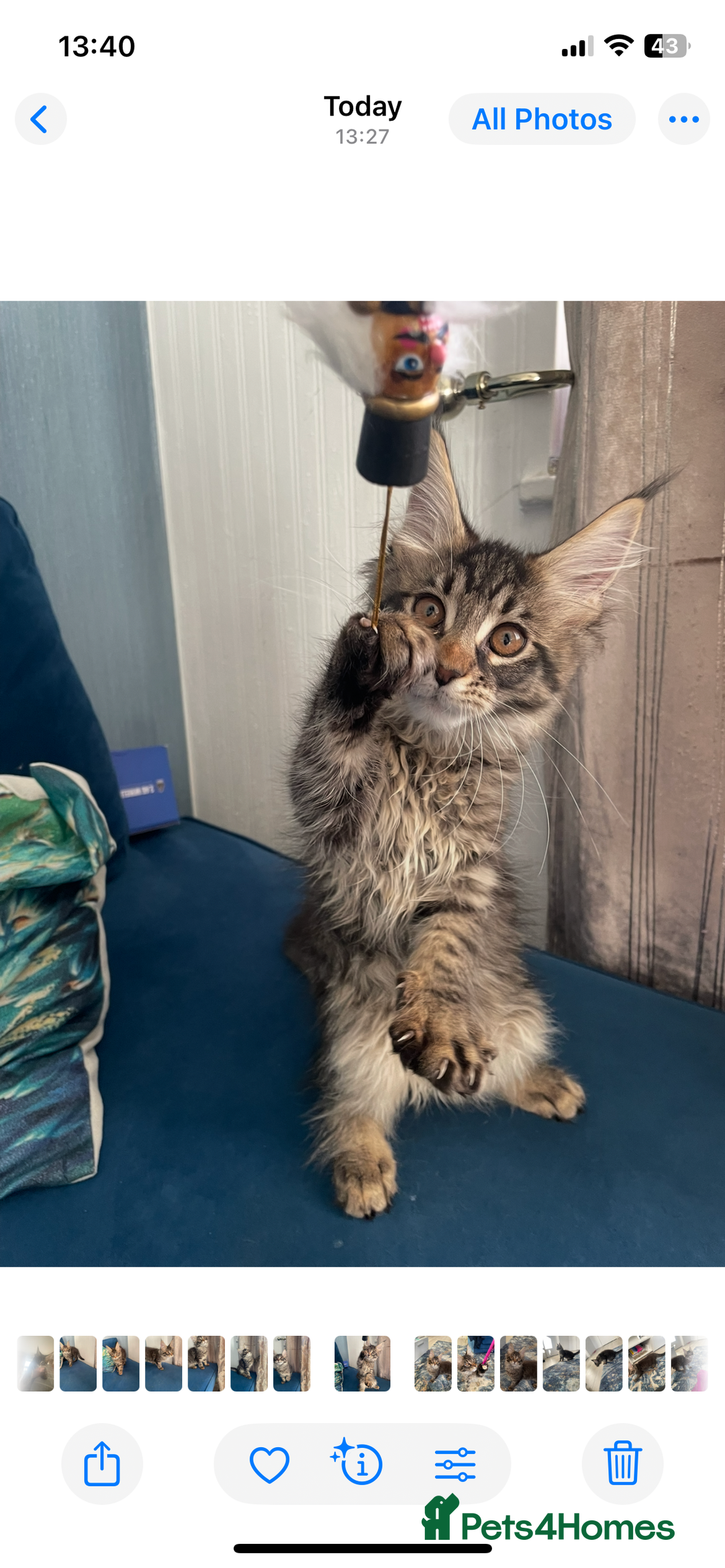 Maine Coon cats for sale:  3 beautiful pedigree Maine coon kittens  - Advert 3